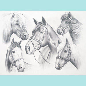 Reeves - Sketching by Numbers - Horse Montage